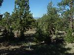 buena vista co property for sale